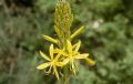 Asphodeline lutea